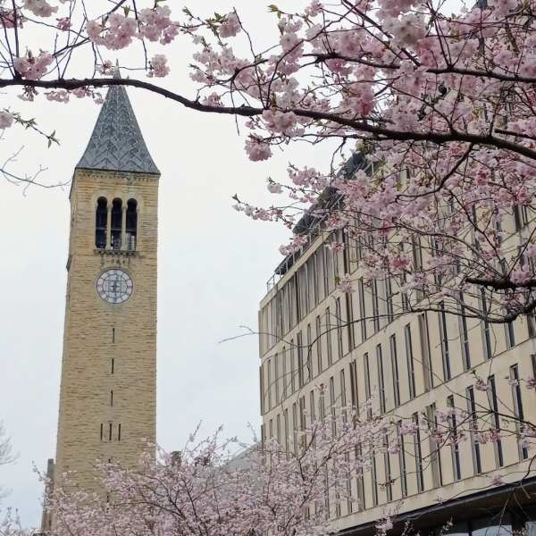 The clock tower is visible behind spring blooms.